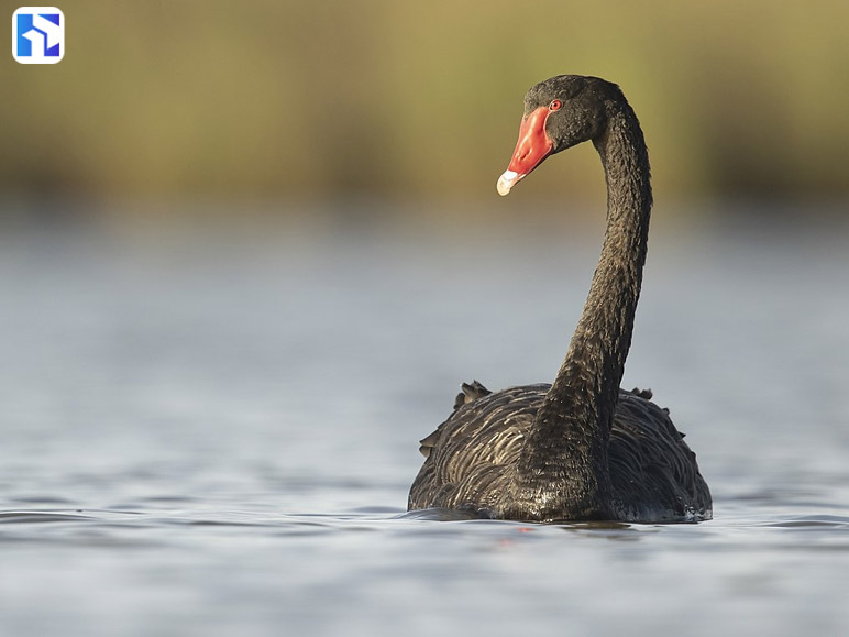 External Factors and Black Swans